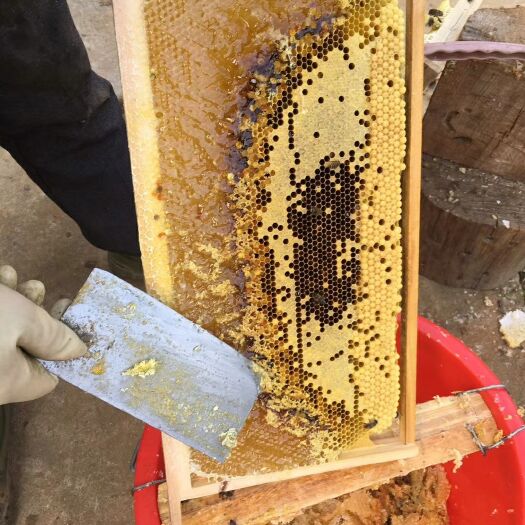 潜山市百花蜜 自家原始木桶养殖的土蜜蜂