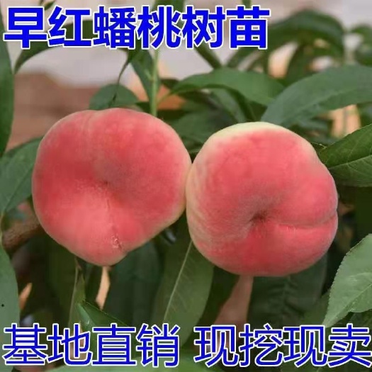 平邑县美国红蟠桃树苗 1~1.5米