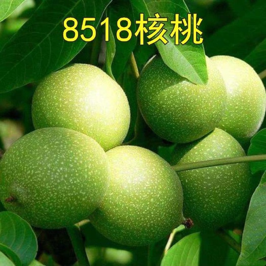平邑县8518核桃苗  核桃树苗  8518 纸皮 薄皮核桃苗 基地供货 现挖现发