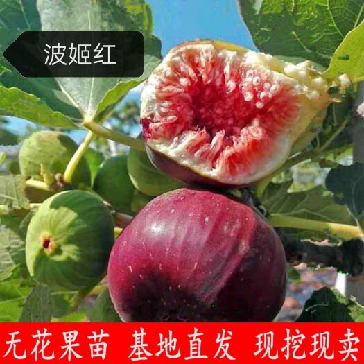 平邑县波姬红无花果苗  无花果树苗 布兰瑞克 紫果 青皮 当年结果可签合同