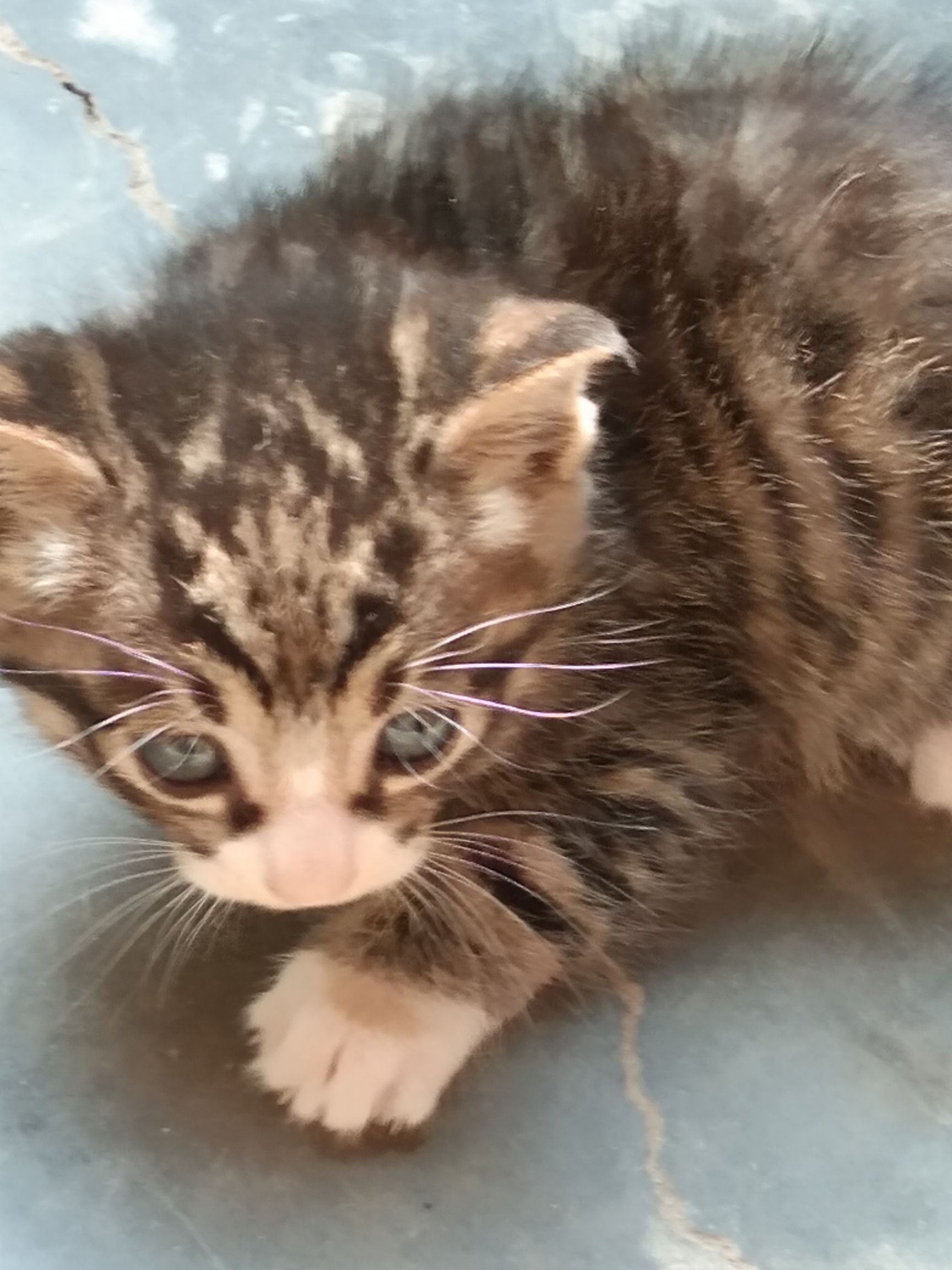 [土猫批发] 家猫价格80元\/只 1只起批