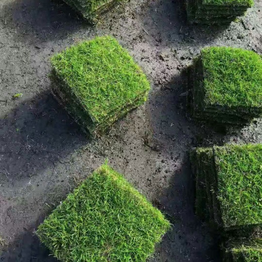 草