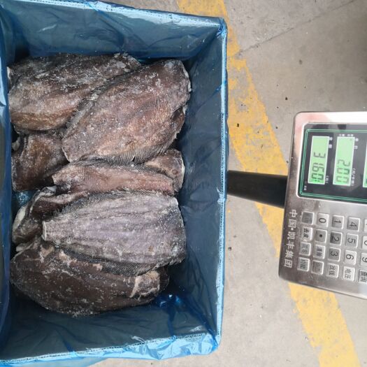 保定 鲽鱼身，