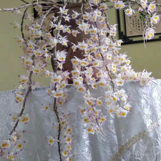 广南县 紫皮石斛