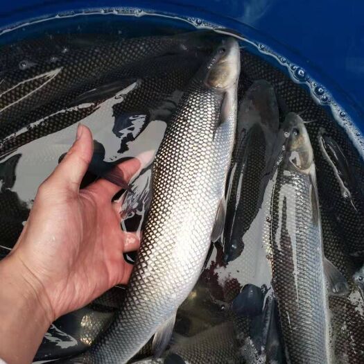 重庆市淡水银鳕鱼 银鳕鱼   淡水鳕鱼   包运输 包成活消毒下塘