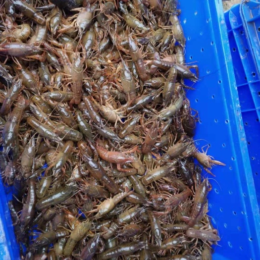 成都 虾苗 杂交小龙虾苗 优质虾苗  提供养殖技术