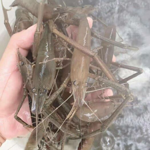 佛山河虾苗 全年批发河虾，代卖，代收，空运