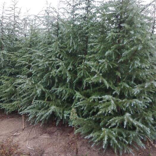 南京南京雪松 先做人，后做事，信农苗场