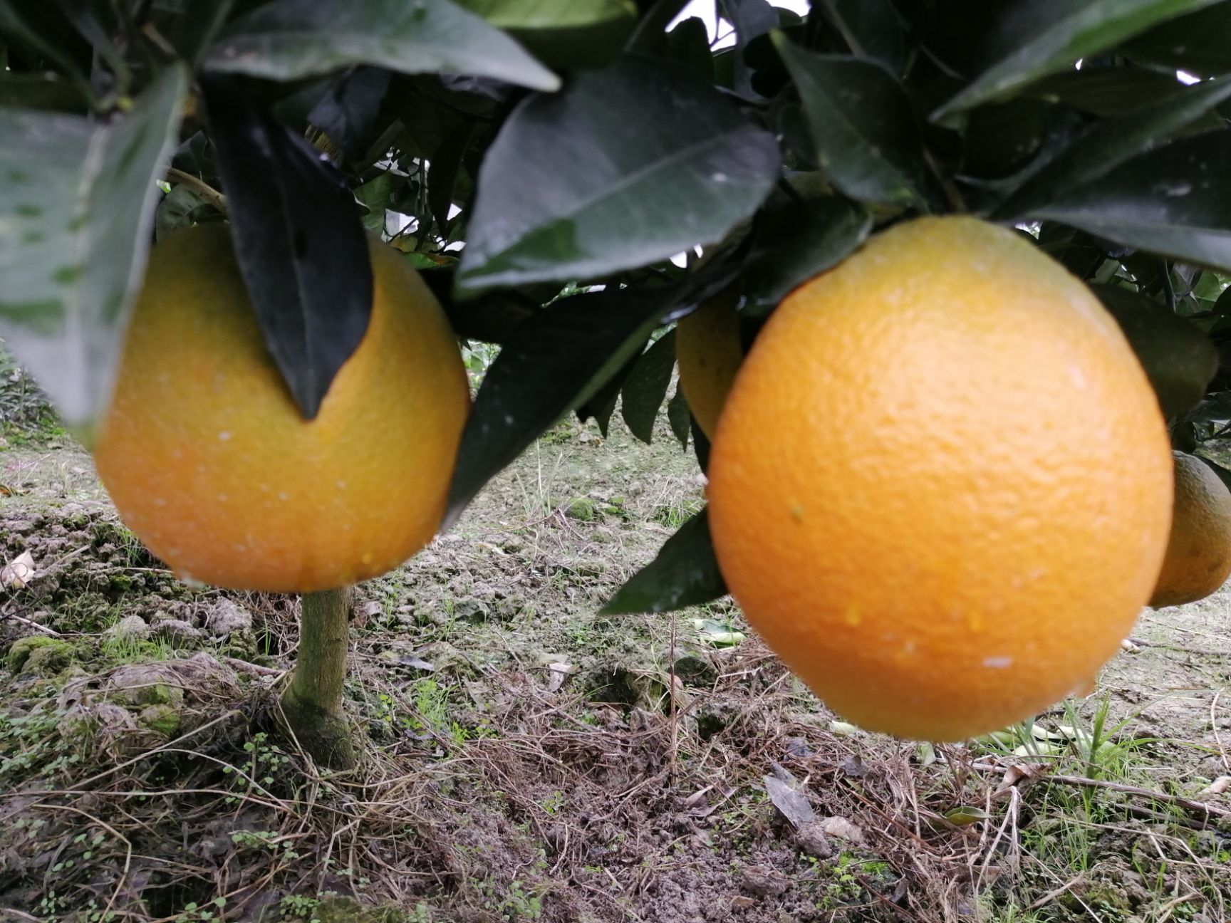 大量出售优质纽荷尔脐橙，果面干净，方便装车，货源集中