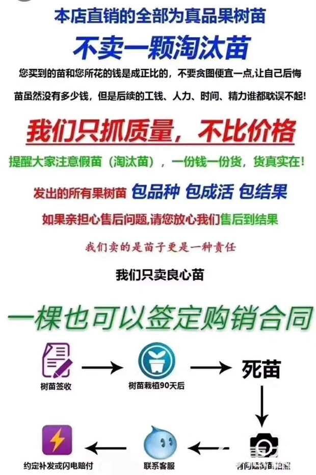 沙金红杏树苗  杏树苗 沙金红杏嫁接苗保湿发货量大从优免费提供技术指导