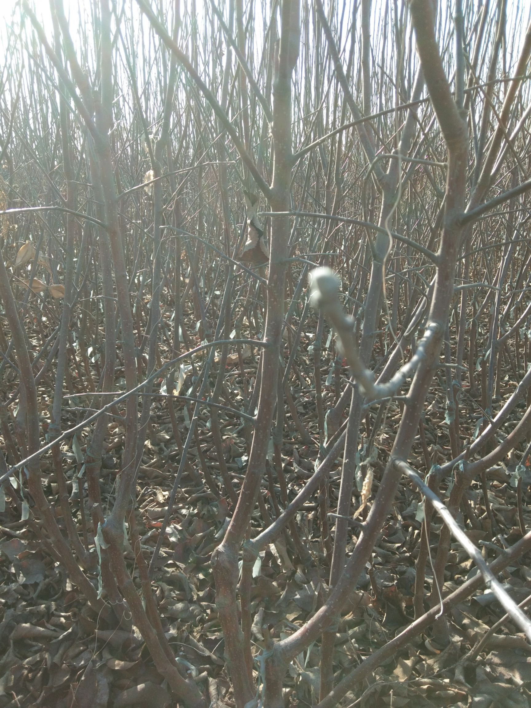 寒富蘋果樹苗 兩年耐寒矮化寒富蘋果苗