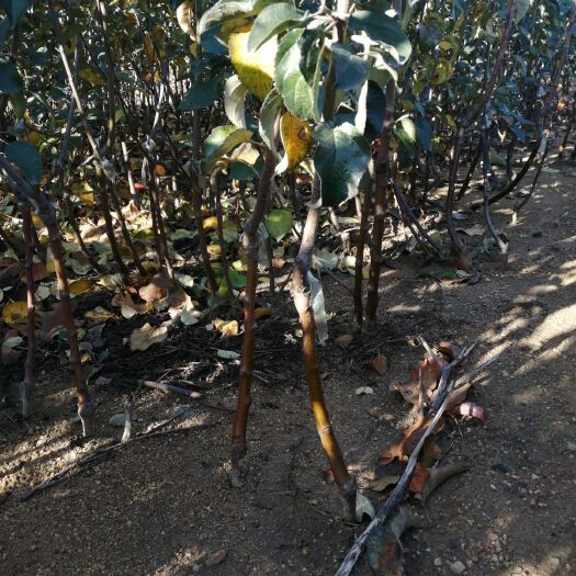 营口m26矮化砧苹果苗 二刀寒富苹果苗