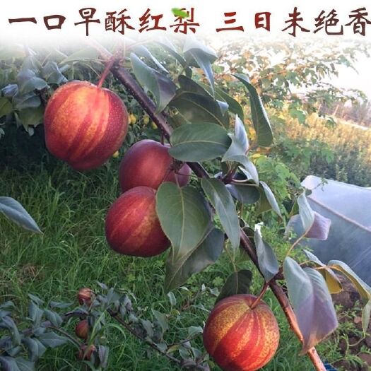庆云县早酥红梨苗  早酥红梨假一赔十诚信经营免费提供技术
