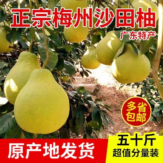 梅州精选沙田柚子正宗梅州梅县金柚客家特产当季新鲜水果孕妇零食广