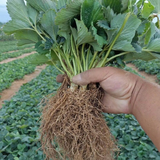 平邑县 四季草莓苗 奶油草莓苗 章姬 甜茶理等品种繁多