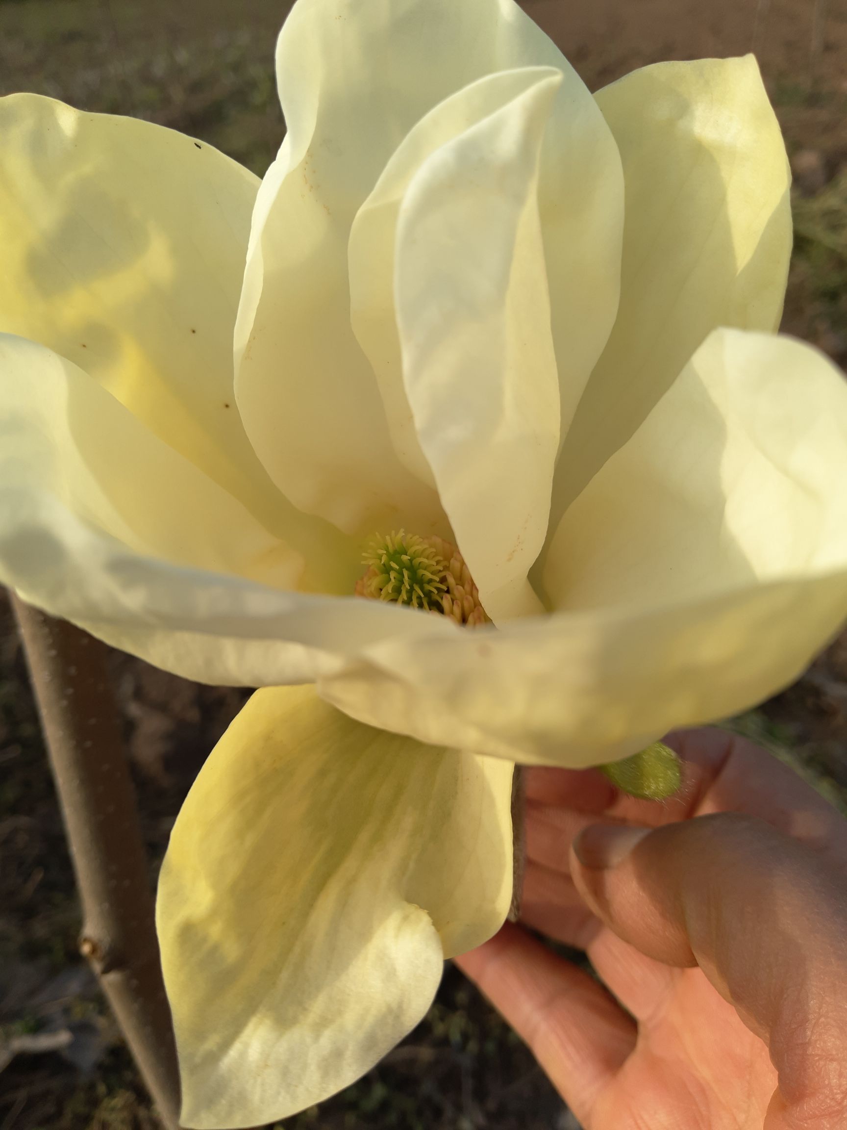  红花玉兰苗
