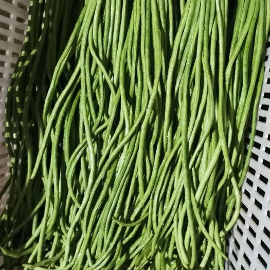 景洪市长豇豆 精选豇豆上市，超市