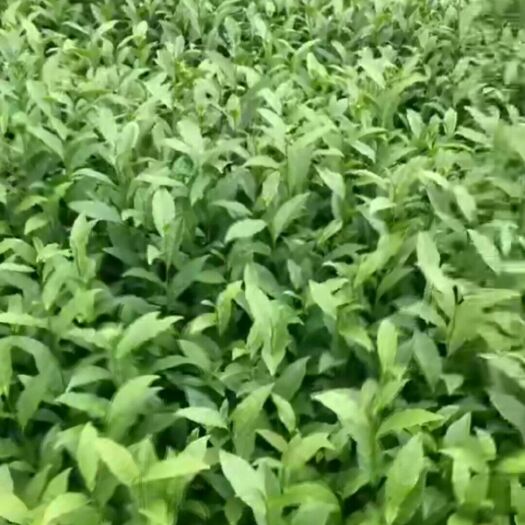 三江县茶树苗 绿茶苗
