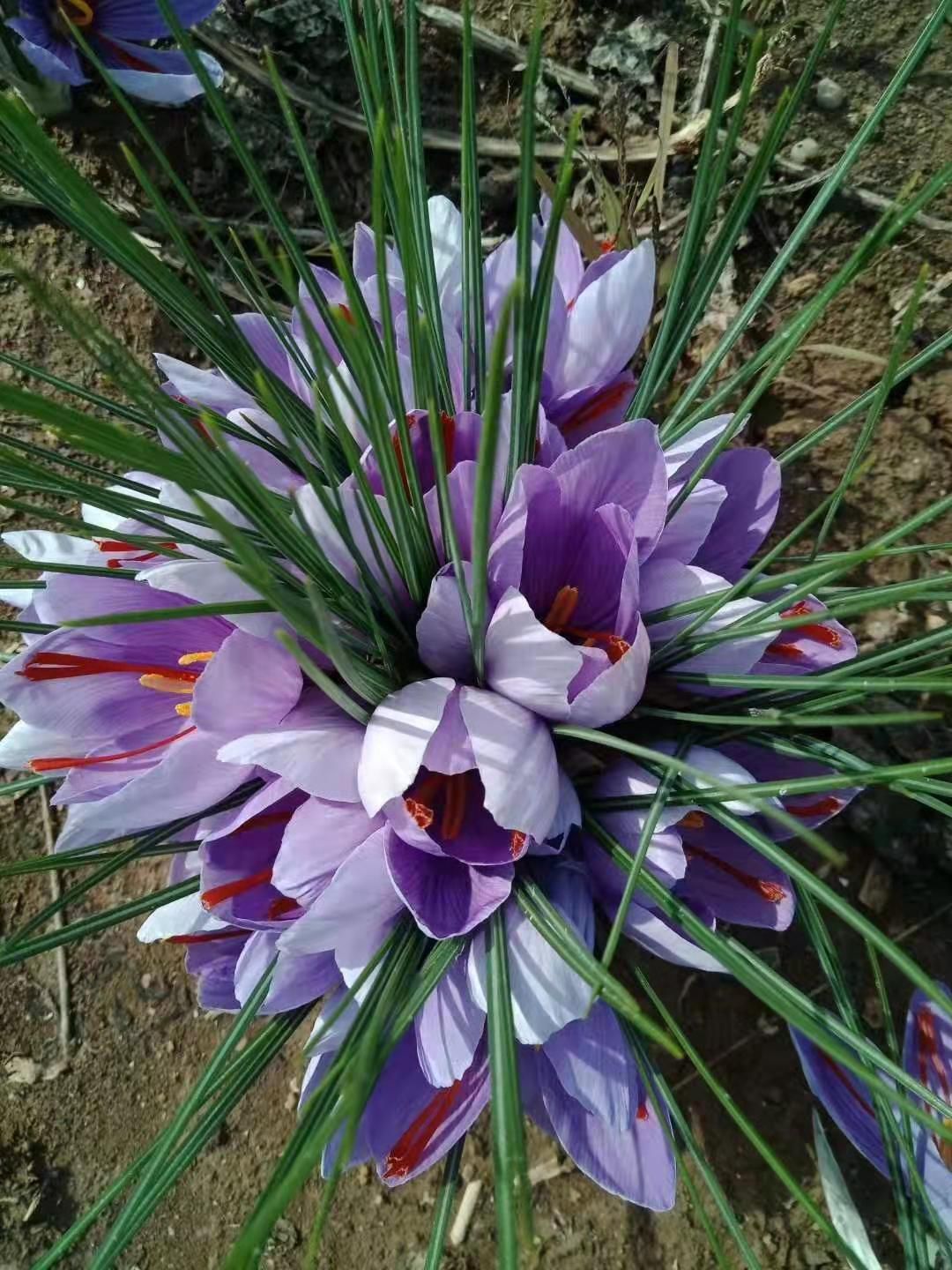 藏红花花瓣 新品上市