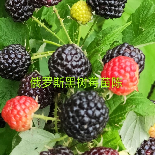 白山树莓苗，黑树莓苗口感好，特别甜
