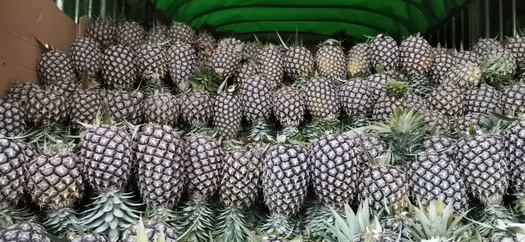 香水菠萝  无眼凤梨，金钻凤梨，黑钻凤梨