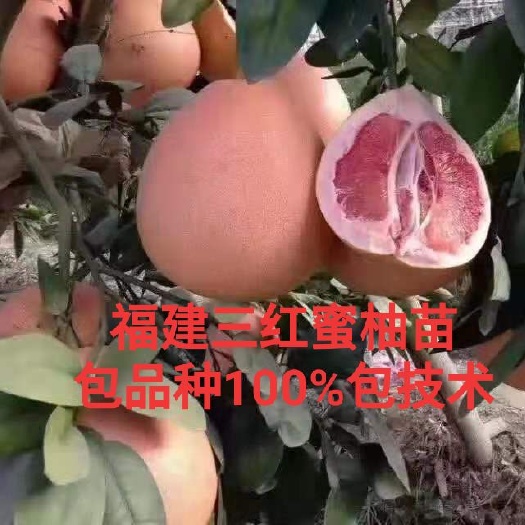 简阳市三红蜜柚苗，三红柚子苗，四川柚子苗，柚子苗。
