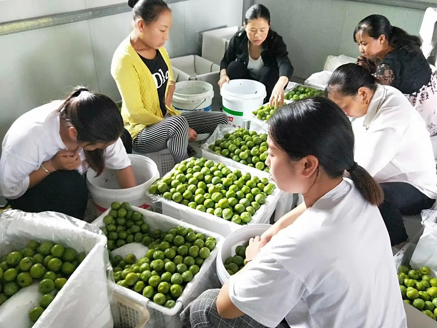 青脆李优系 ，四川青脆李树苗，青脆李子苗，四川李子苗