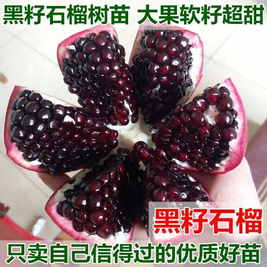 平邑县黑籽石榴树苗 南北方种植当年结果苗黑籽甜度高成活率保证喜欢可拍下联系客服