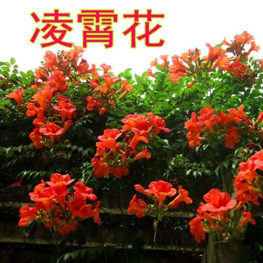 平邑县凌霄苗 凌霄花苗盆栽阳台花园庭院观花