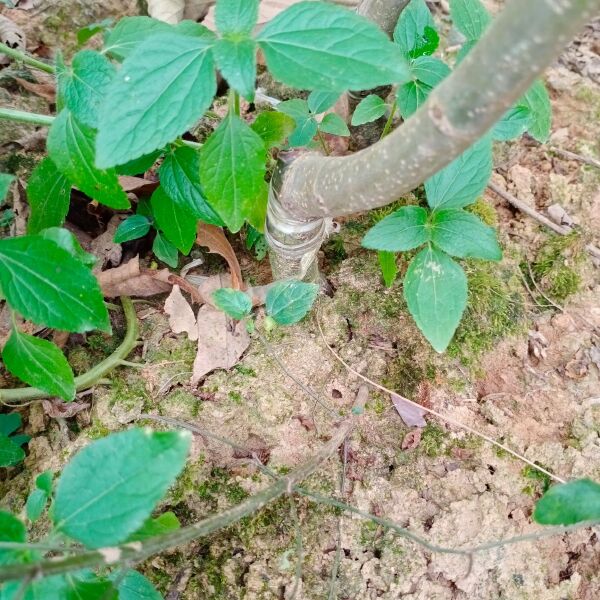 大红袍板栗苗嫁接果树苗南北方种植包技术当年结果