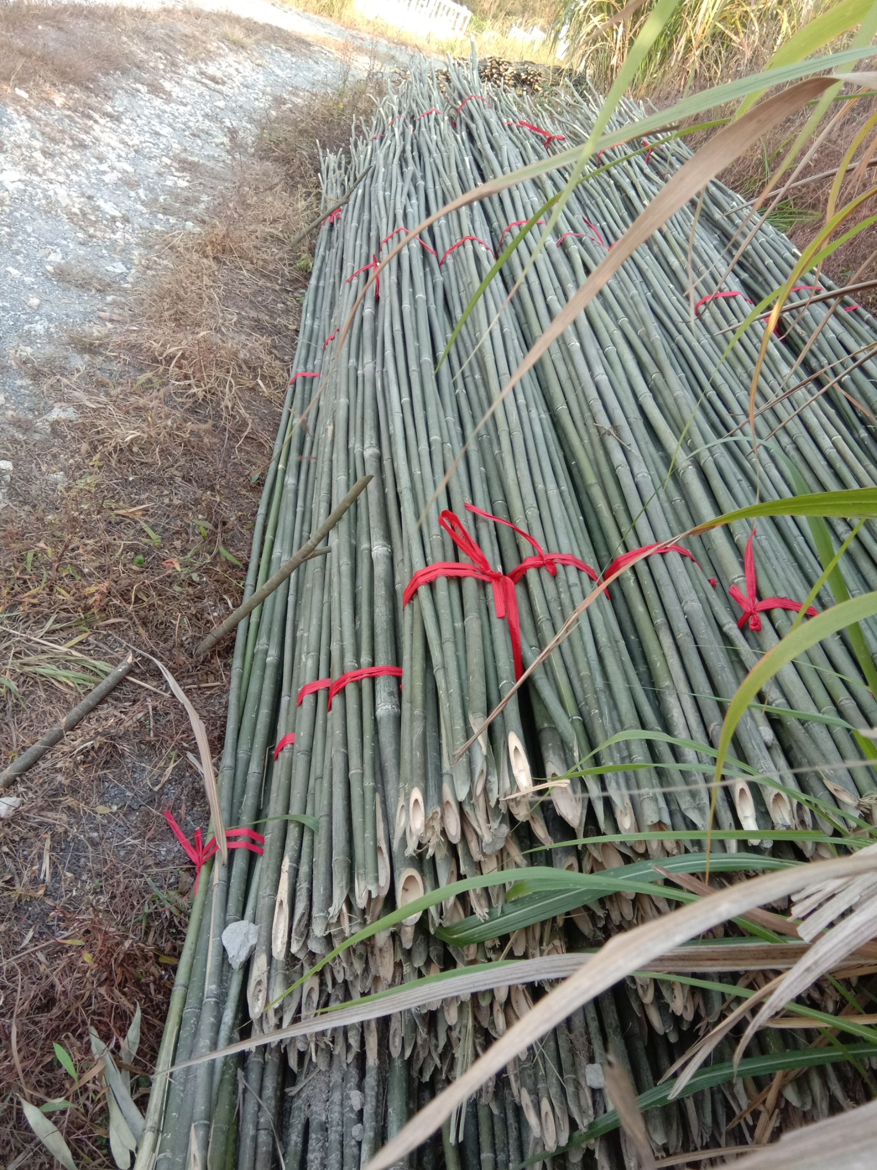 苦竹 我处生长各种品种小五子竹，有大量现货出售，如有需购请联系我！