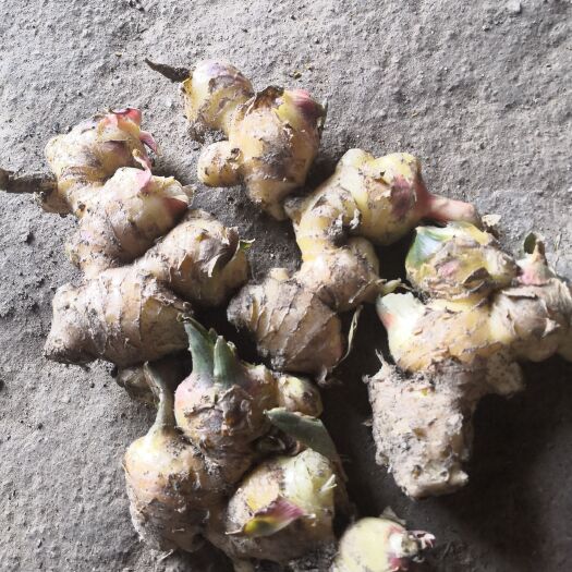 麻城市 鲜生姜，无水清洗，自家农地产生的，有机无化肥种植