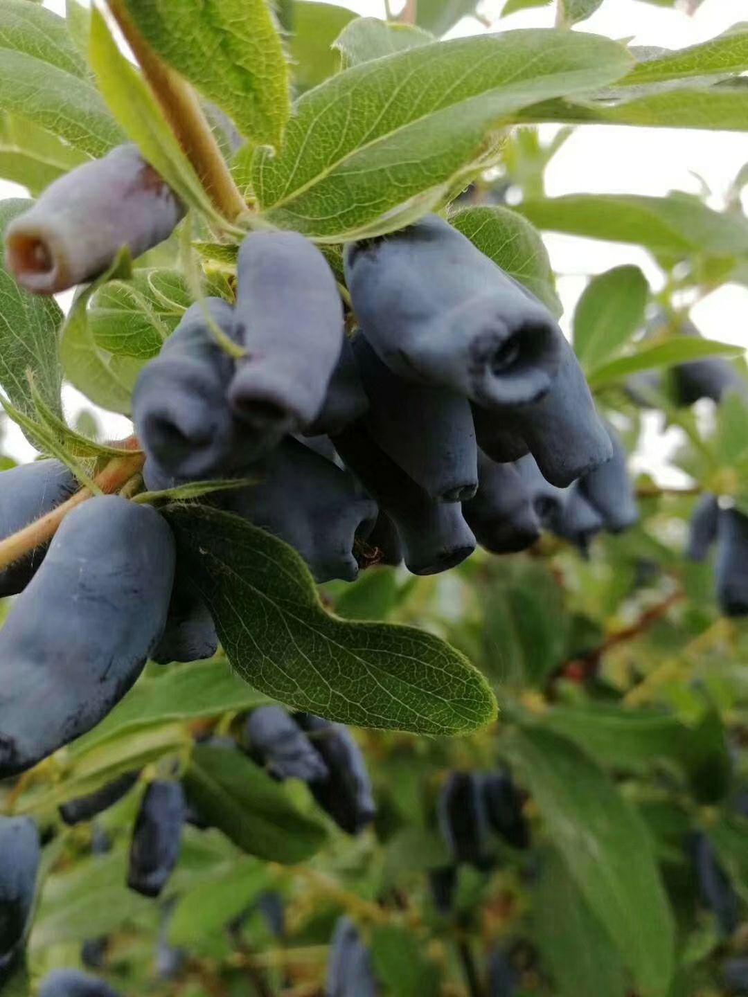 蓝靛果苗 蓝靛果扦插苗，品种保证，当年栽植，来年结果