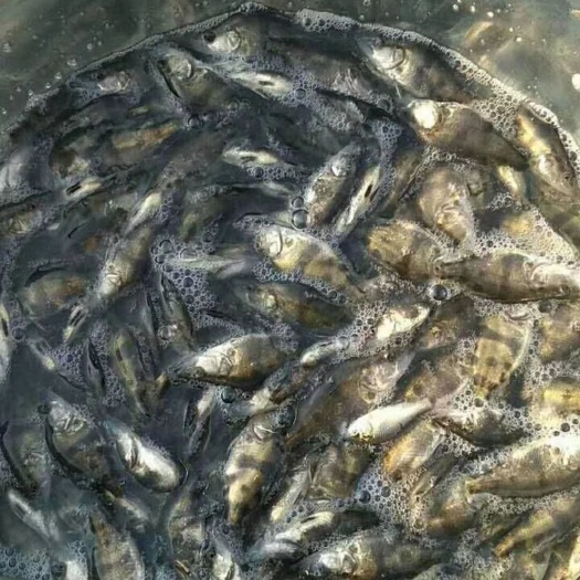 沭阳县 优质桂鱼苗，存活率高抗病毒