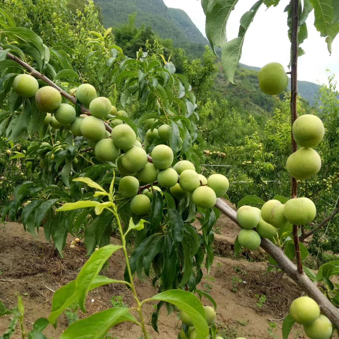 青脆李优系 ，四川青脆李树苗，青脆李子苗，四川李子苗