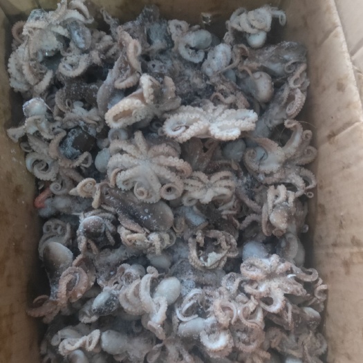 滨州八爪鱼干 八爪鱼