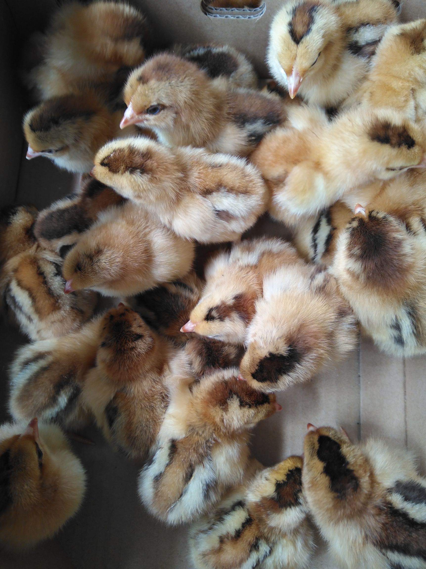  桂香土鸡苗  黑土鸡苗