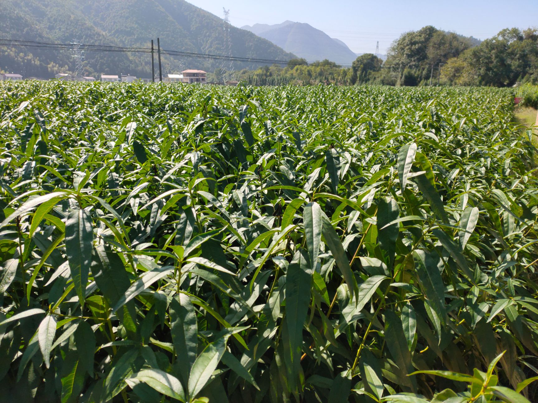 冬桃苗  南方映雪冬桃