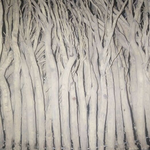 临洮县白条党参  甘肃临洮无硫干货当年白条大党参