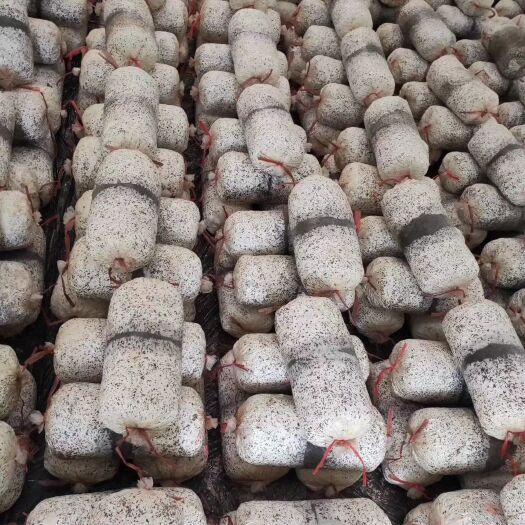 淮北平菇出菇菌棒、基地发满菌发货，拉回家3~5天划口就可以出菇。