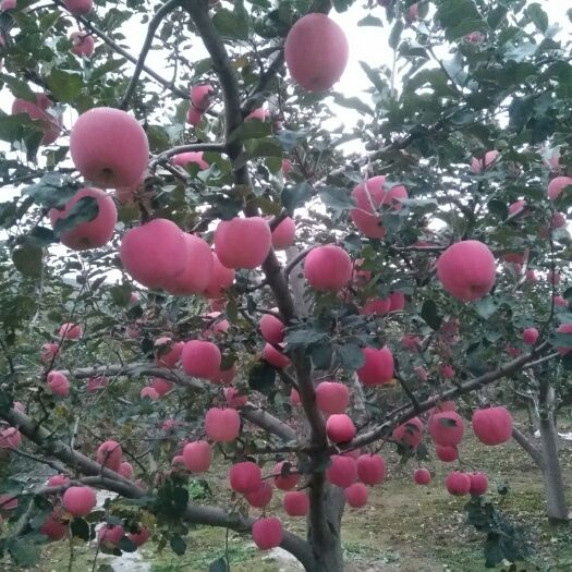 秦安县高原苹果 有需要原装，次果的联系我