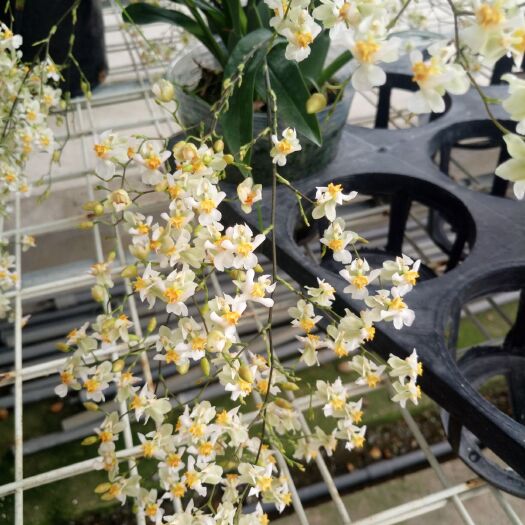 南靖县兰花文心兰 浓香型室内花卉，花枝5-6枝随机发带盆发