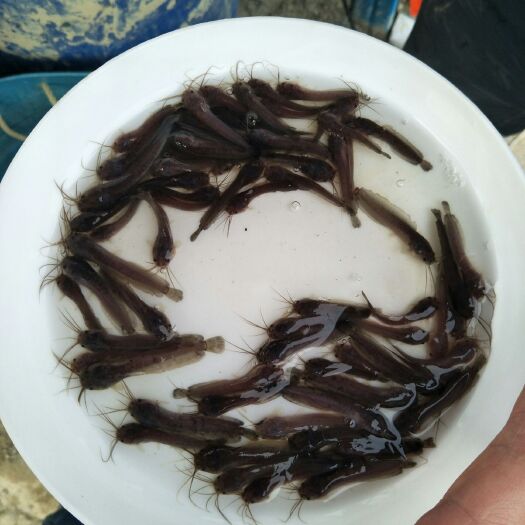 博罗县大口鲶鱼苗  土塘虱