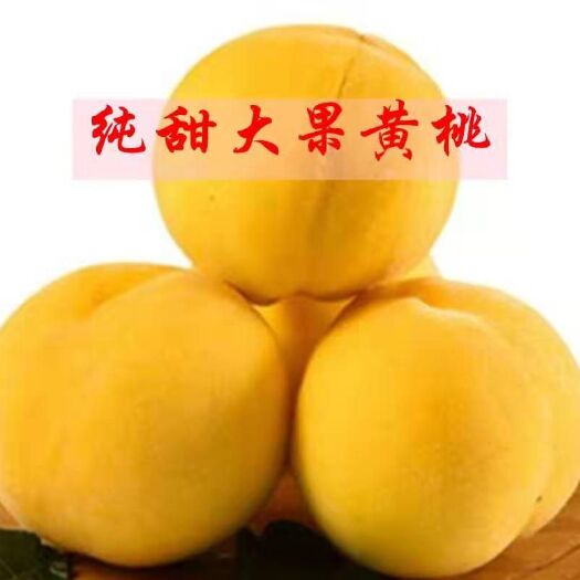 平邑县黄桃树苗 果大脆甜 产量高  现挖保湿发货 保证品种 可签定