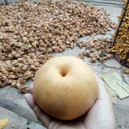邯郸黄金梨 生态种植，无公害，个大脆甜，老人精心培育，品尝后绝不后悔。