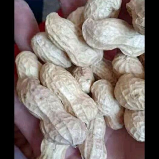民权县 自己种的花生。豆大。皮刨