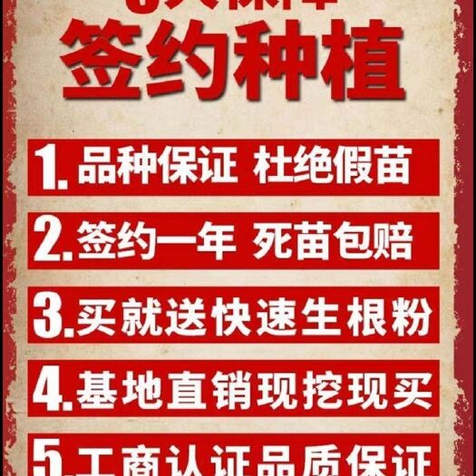 绥中县蓝宝石葡萄苗 正宗甜蜜蓝宝石苗好