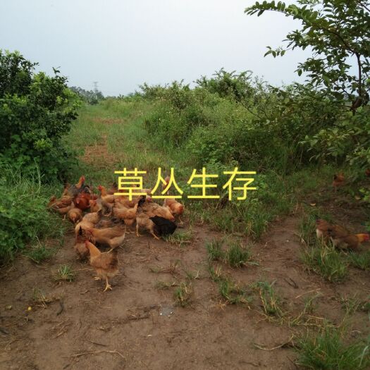 阳江土鸡 你的选择非我其谁（限量发售,只在广东省内限售20只做宣传。）