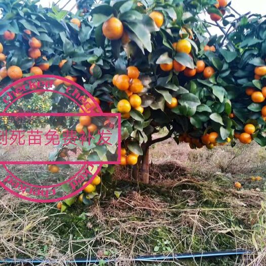 沙糖桔苗60公分以上裸根嫁接早熟可技术指导带泥保湿发货