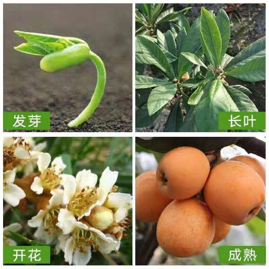 平邑县大五星枇杷苗  现挖现发基地直销 保品种纯正